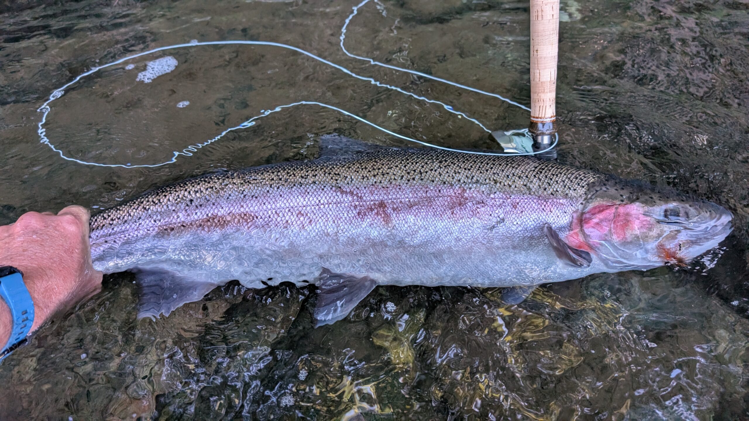 Autumn on the Rogue: A Day Pursuing Summer Steelhead